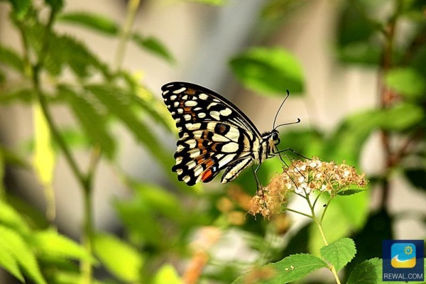 Motylarnia pod Latarnią Morską Niechorze to miejsce swobodnie latających motyli egzotycznych dostępnych na wyciągnięcie ręki.