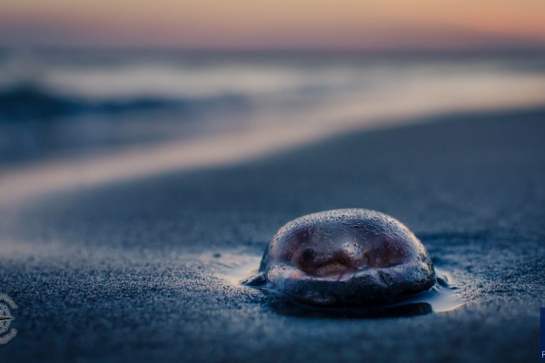 Chełbia Modra na plaży w Trzęsaczu.