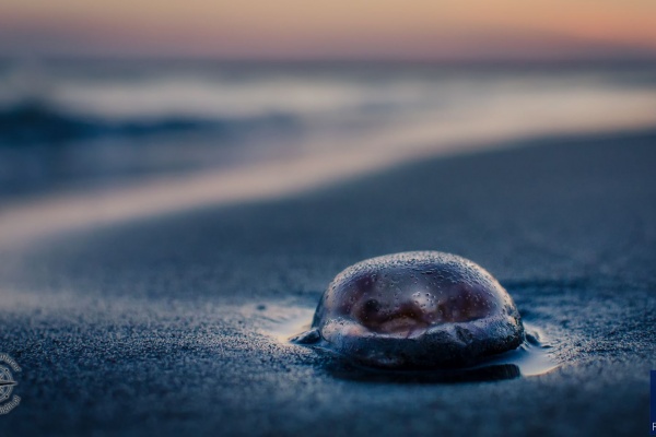 Chełbia Modra na plaży w Trzęsaczu. 