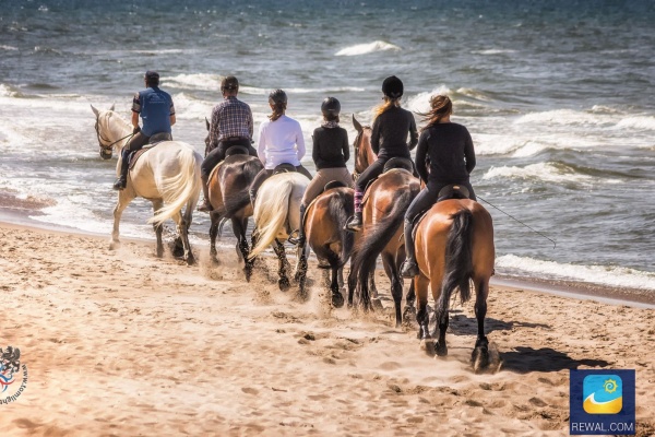 Konie na plaży w Trzęsaczu.